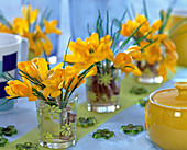 Crocus vernus (yellow crocuses) in flower jars