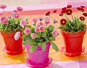 Bellis 'Tasso' pink and red (amarant)