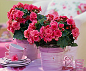 Begonia elatior (Elatior begonias) in lilac pots