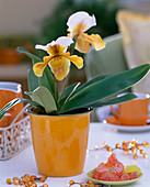 Paphiopedilum (lady's slipper orchid in orange glass pot)