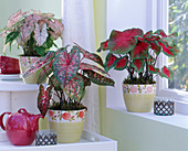 Caladium bicolor (verschieden gefärbte Kaladien)