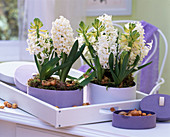 Hyacinthus 'White Pearl' (Hyacinths with moss in tins)
