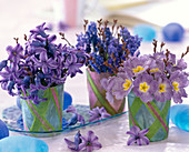 Hyacinthus (Hyazinthen), Primula (Primeln), Muscari (Traubenhyazinthen)