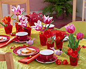 Tulipa (Tulips) in red jars