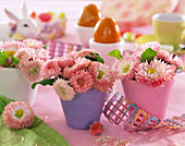 Bellis (daisy) as table decoration