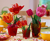 Tulipa (Tulpen) in kleinen Gläsern