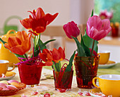 Tulipa (Tulips) in small jars