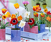 Tulipa (Tulpen), Narcissus (Narzissen), Freesien, Anemone
