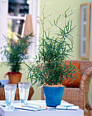 Asparagus falcatus / Zierspargel im blauen Glastopf