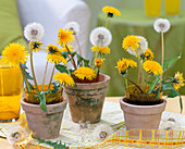 Taraxacum / Löwenzahn als Tischdeko, Gläser in Tontöpfe