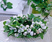 Cydonia (quince blossoms) as a plate wreath