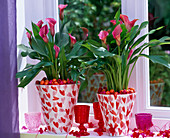 Zantedeschia 'Celeste' (Red calla) in heart-shaped pots