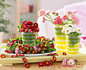 Bellis (daisies) in red, pink and white