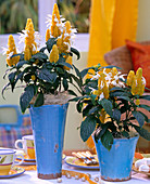 Pachystachys lutea (golden violet) in blue pots