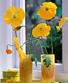 Papaver nudicaule (Iceland poppy)