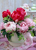 Paeonia (Peony) red and pink in white pot with saucer