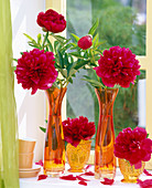 Paeonia officinalis 'Rubra Plena' in orange vases