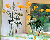 Trollius europaeus (Troll flower) in small glass bottles