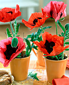 Papaver orientalis (Perennial poppy) in yellow cups