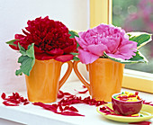 Paeonia (peonies in orange cups)