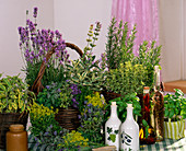 Lavandula (lavender), Rosmarinus (rosemary), Salvia (sage)