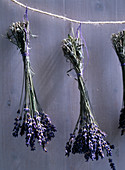 Lavandula (lavender) bundled after harvesting and for drying