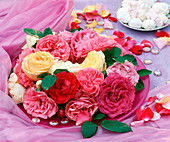 Rosa (various rose flowers)