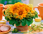 Heliopsis scabra (sun's eye), Alchemilla (lady's mantle)