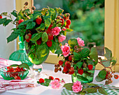 Rosa (Rosen), Rubus (Himbeeren), Ribes (Johannisbeeren)