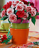 Dianthus (carnations)