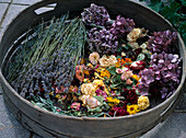 Lavandula / Lavendel, Hydrangea / Hortensie