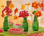 Tropaeolum (Nasturtium, Pelargonium (Geranium) in green bottles