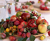 Fruit bowl with Malus (apples), Prunus (plums), plums, mirabelles, Ribes