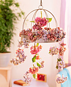 Hydrangea / Hortensienblüten zum Trocknen an Trockengestell gehängt