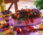 Brassica (Zierkohl), Chrysanthemum, Rosa (Hagebutten), Malus (Äpfel), Physalis