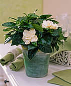 Gardenia jasminoides (gardenia) in green glass pot