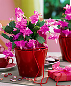 Schlumbergera Tendenza 'Cyber Dancer' (Christmas cactus)