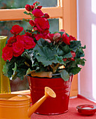 Begonia elatior (begonia) in red enamel bucket