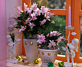 Schlumbergera 'Witte Eva' Christmas cactus, tree decorations, angel candlesticks