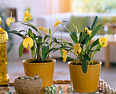 Masdevallia / Orchidee in gelben Töpfen, Glaskugeln