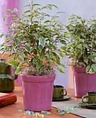 Ficus benjaminia 'Judi' / Feigenbaum, lila Topf, Glaslinsen