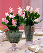 Schlumbergera 'Witte Eva' (Christmas cacti) Cupressus