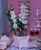Dendrobium-Formosanum-Hybride (weiße Orchidee), Fagus (Buchenzweige)