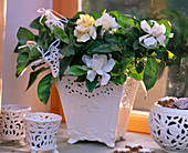 Gardenia jasminoides (gardenia), white ceramic pot