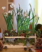 Narcissus 'Ziva' (Tazett-Narzissen), Visum (Mistel), Pinus (Kiefern)