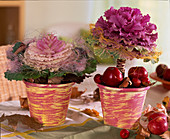 Brassica (ornamental cabbage) in pink (yellow marbled pots), Malus