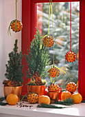 Juniperus communis (columnar juniper), Citrus (orange), hanging