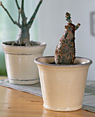 Jatropha podagrica (bottle plant)