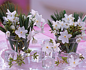 Narcissus 'Ziva' (Tazetta daffodils), Pinus (silk pine)