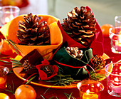 Pinus (pine cone), pine cones and silk pine in felt